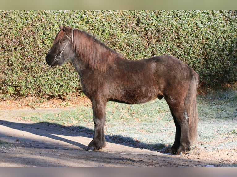 IJslander Ruin 8 Jaar 143 cm Zwart in Dohm-Lammersdorf