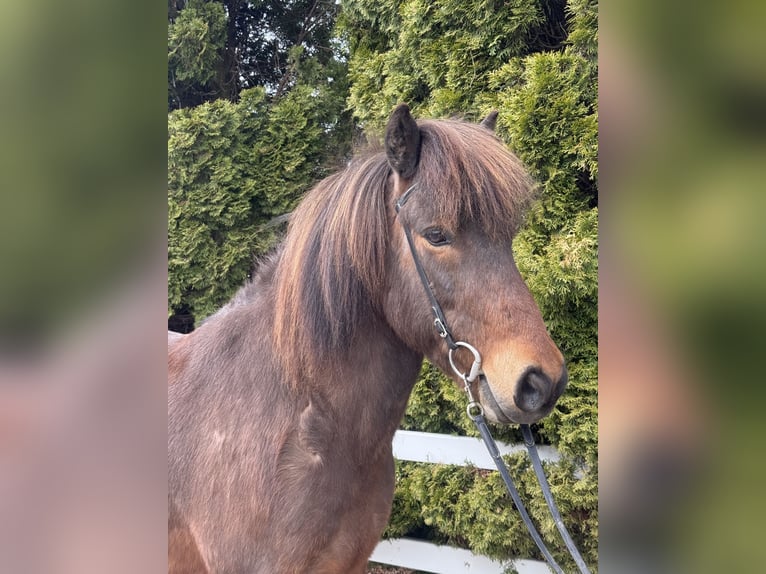 IJslander Ruin 8 Jaar 144 cm Bruin in Lochen am See