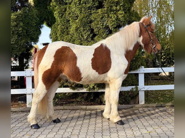 IJslander Ruin 8 Jaar 144 cm Gevlekt-paard in Lochen am See