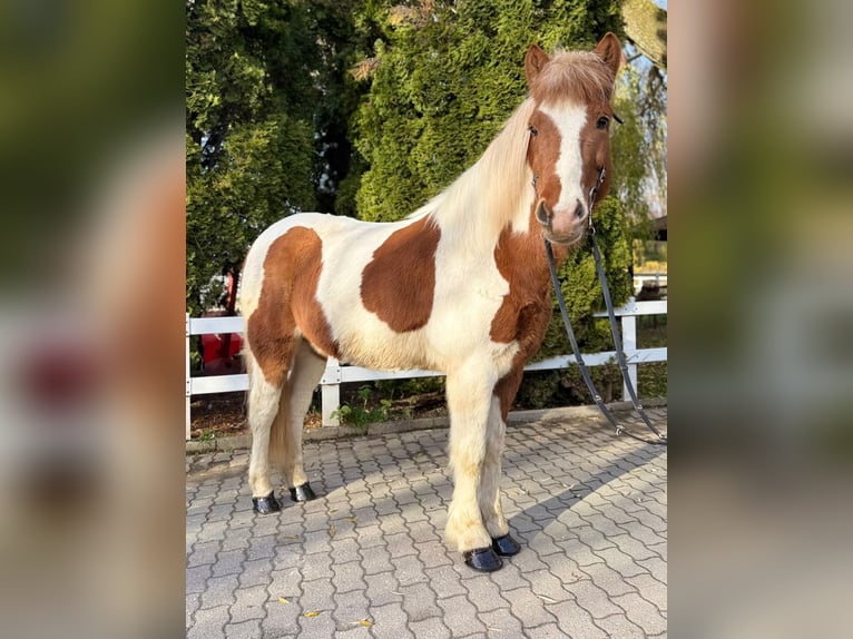 IJslander Ruin 8 Jaar 144 cm Gevlekt-paard in Lochen am See