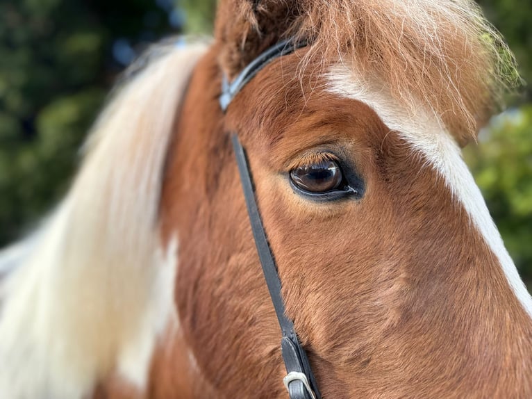 IJslander Ruin 8 Jaar 144 cm Gevlekt-paard in Lochen am See