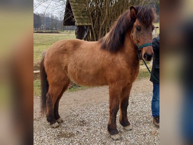 IJslander Ruin 8 Jaar 145 cm Falbe in Heimschuh