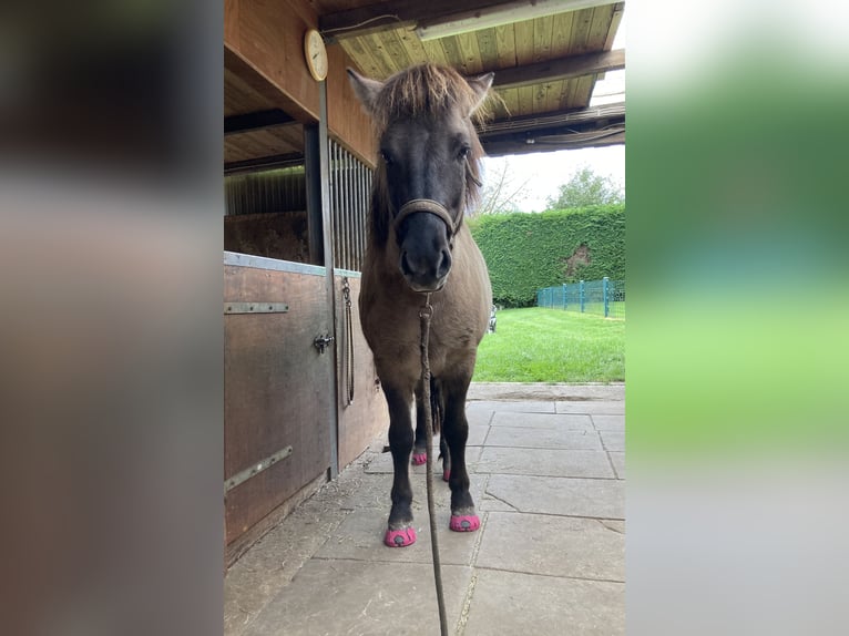 IJslander Ruin 8 Jaar 145 cm Falbe in Dorsten