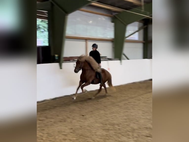 IJslander Ruin 8 Jaar 145 cm Vos in Hildesheim