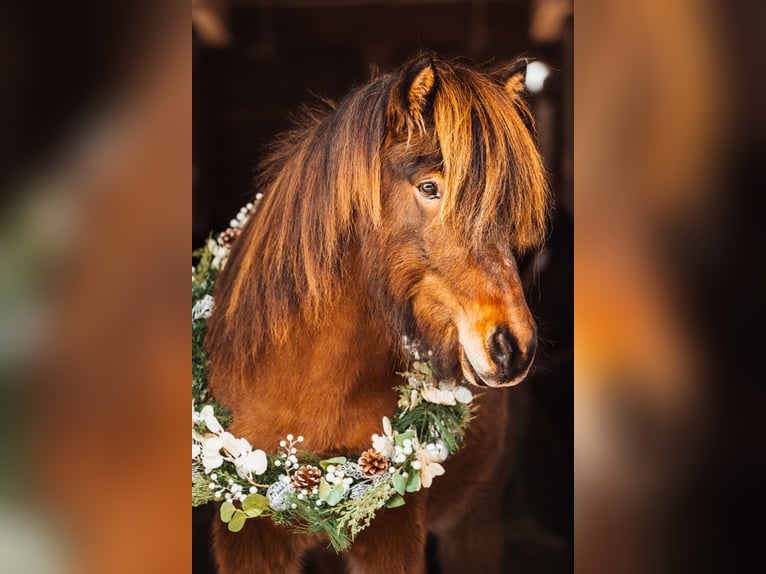 IJslander Ruin 8 Jaar 146 cm Bruin in Ober-M&#xF6;rlen