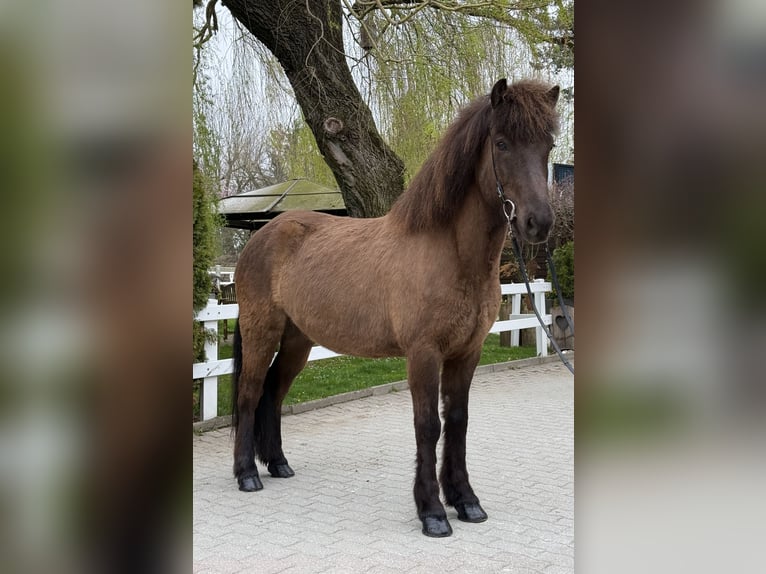 IJslander Ruin 8 Jaar 146 cm Zwart in Lochen am See