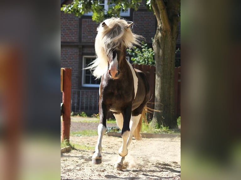 IJslander Ruin 9 Jaar 137 cm Gevlekt-paard in Wardenburg
