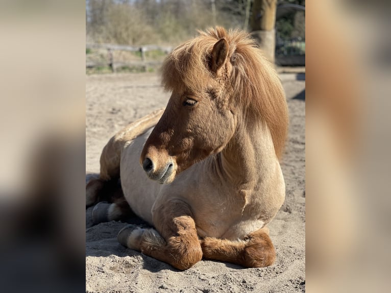 IJslander Ruin 9 Jaar 139 cm Falbe in NienhagenNienhagen