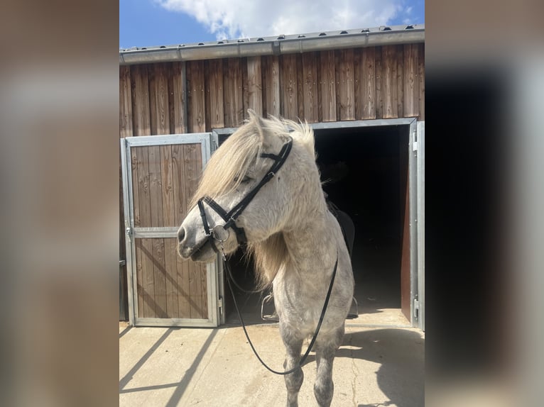 IJslander Ruin 9 Jaar 140 cm Zwartschimmel in Berlin