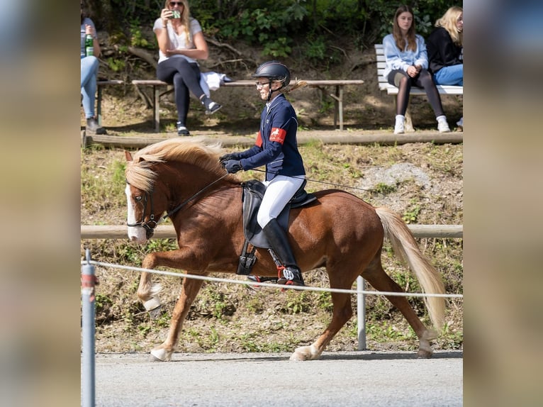 IJslander Ruin 9 Jaar 141 cm Vos in Melle