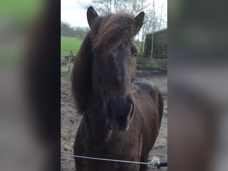 IJslander Ruin 9 Jaar 141 cm Zwart in Beetsterzwaag