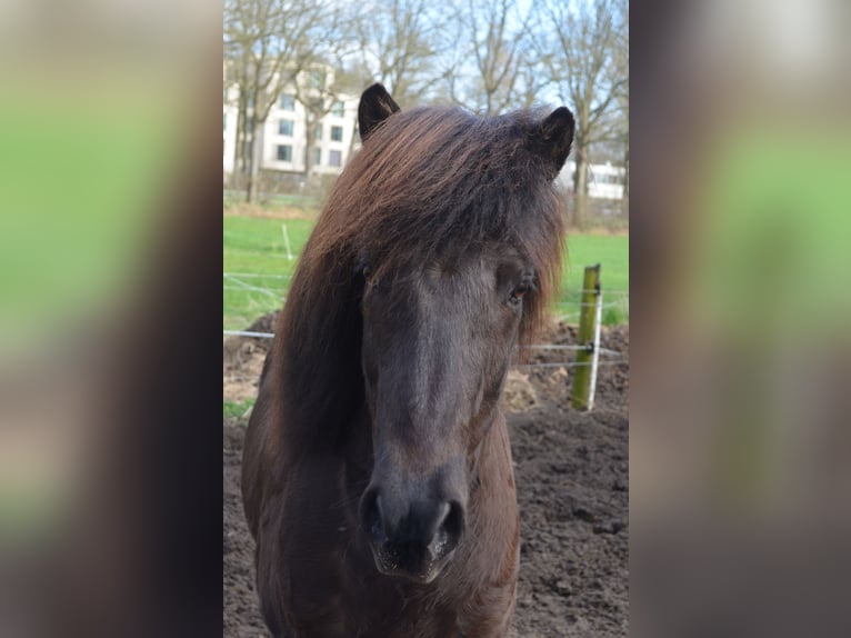 IJslander Ruin 9 Jaar 141 cm Zwart in Beetsterzwaag