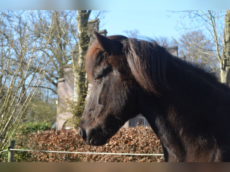 IJslander Ruin 9 Jaar 141 cm Zwart in Beetsterzwaag
