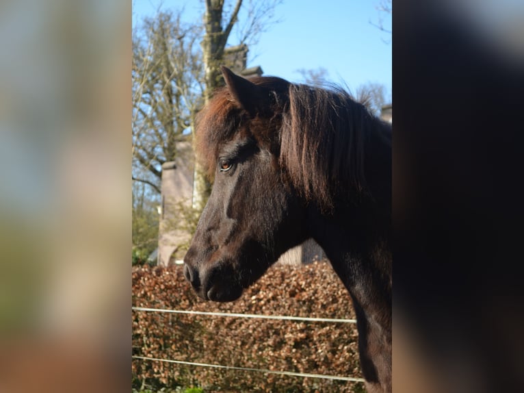 IJslander Ruin 9 Jaar 141 cm Zwart in Beetsterzwaag