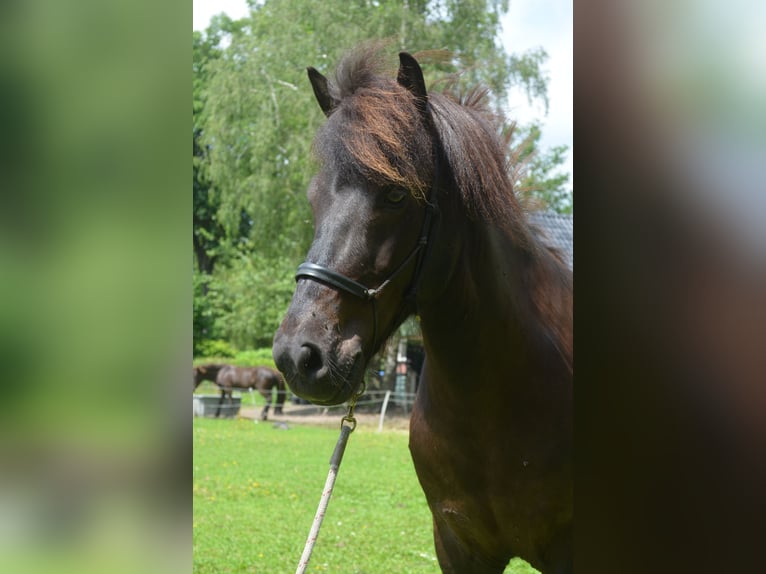 IJslander Ruin 9 Jaar 141 cm Zwart in Beetsterzwaag