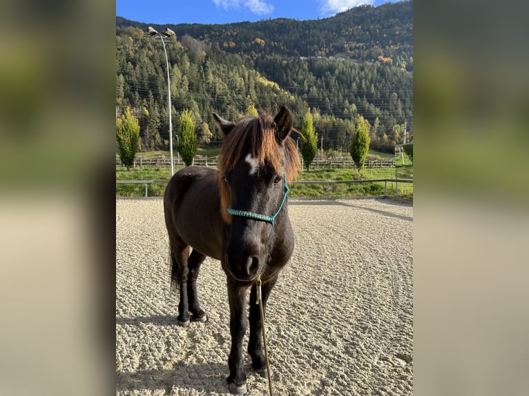 IJslander Ruin 9 Jaar 143 cm Zwart in Haiming