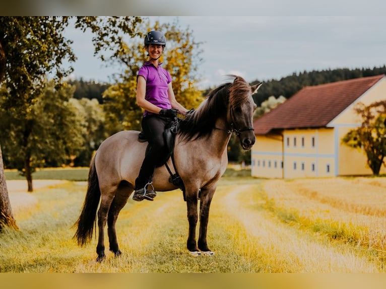 IJslander Ruin 9 Jaar 144 cm Falbe in Taufkrichen an der Trattnach