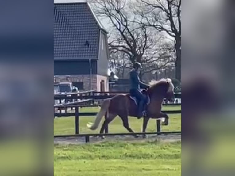 IJslander Ruin 9 Jaar 144 cm Vos in Oersdorf