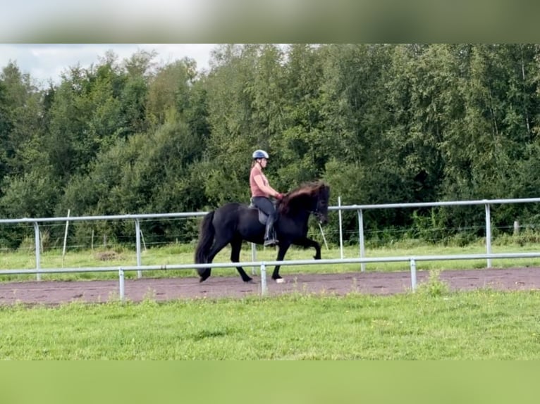 IJslander Ruin 9 Jaar 145 cm Zwart in Soltau