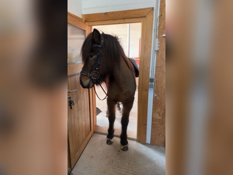 IJslander Ruin 9 Jaar 146 cm Bruin in Ober-Mörlen
