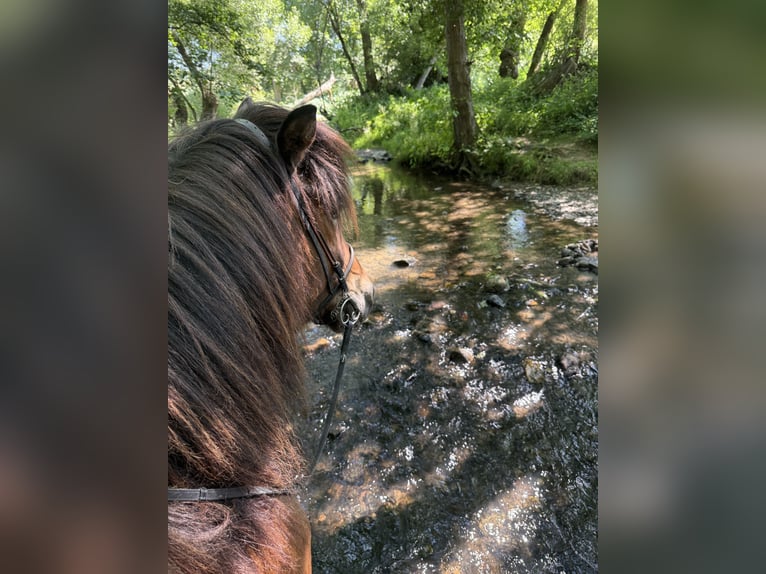 IJslander Ruin 9 Jaar 146 cm Bruin in Ober-Mörlen