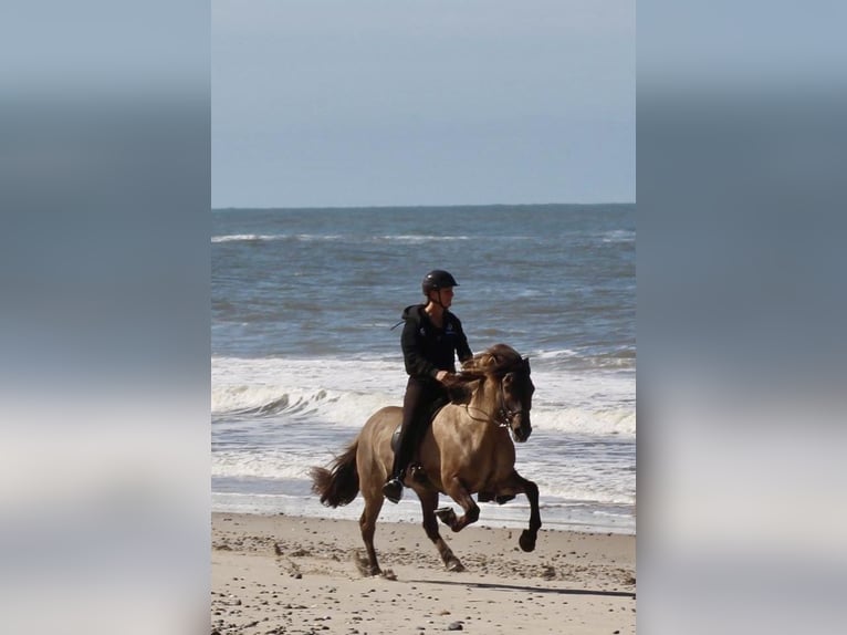 IJslander Ruin 9 Jaar 146 cm Falbe in Handewitt