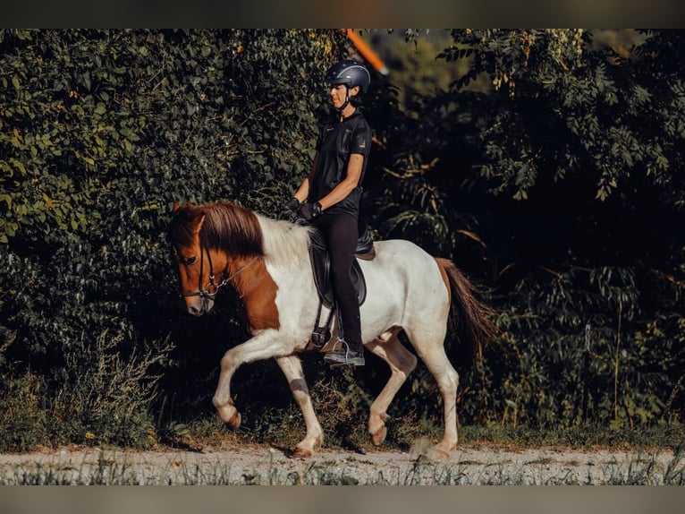 IJslander Ruin 9 Jaar 148 cm Gevlekt-paard in Taufkirchen an der Trattnach