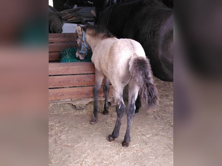 IJslander Ruin Veulen (08/2025) 138 cm Falbe in Boussac