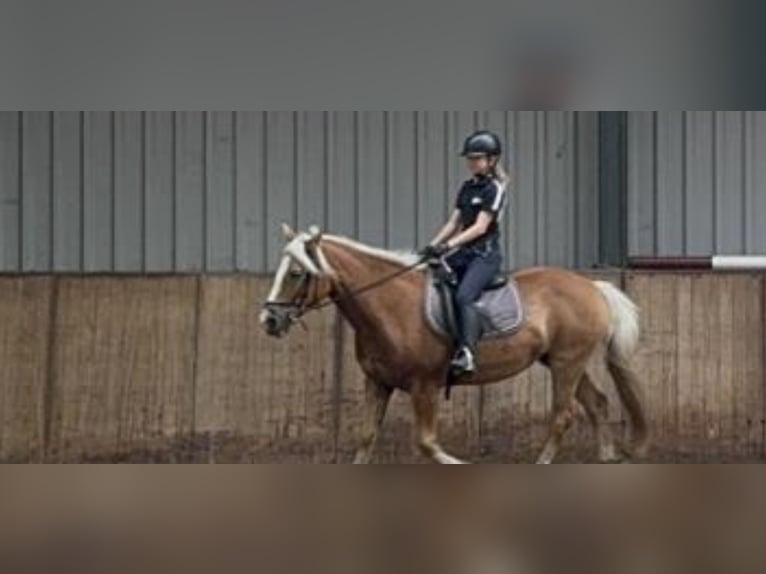 Ik zoek een verzorg pony 