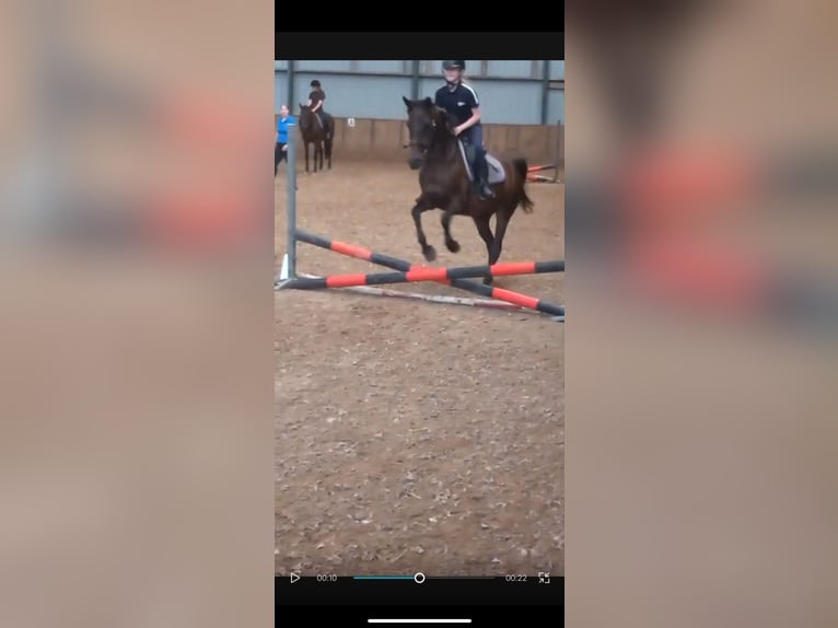 Ik zoek een verzorg pony 