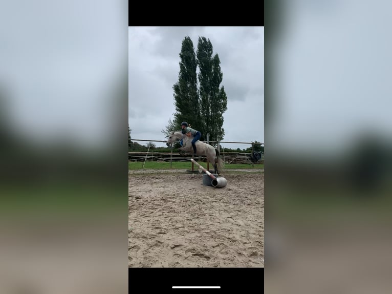 Ik zoek een verzorgpony of paard.
