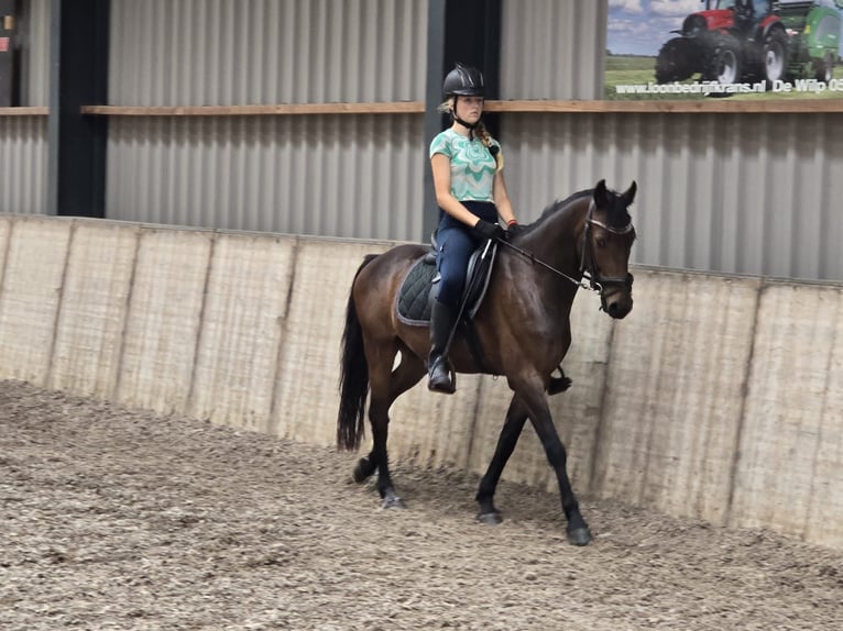 Ik zoek een verzorgpony of paard.