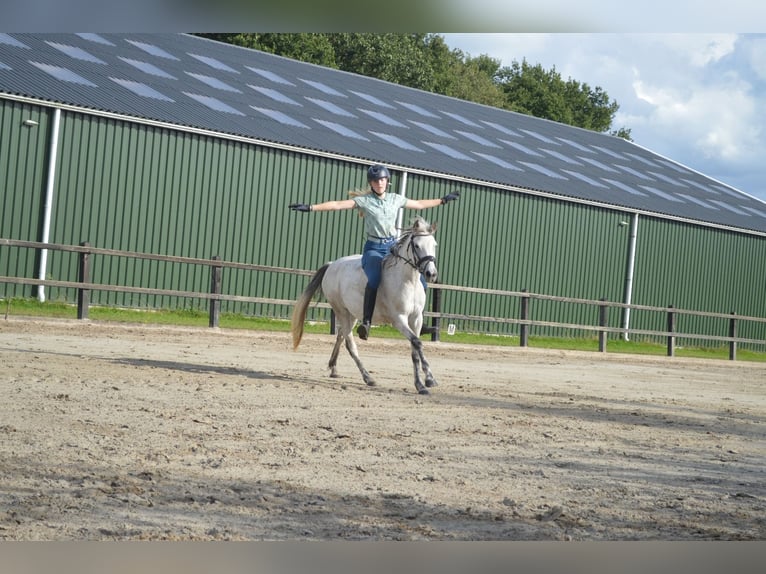 Ik zoek een verzorgpony of paard.