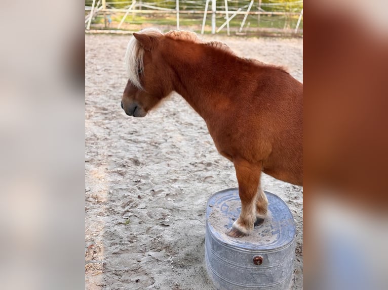 Ik zoek een verzorgpony of paard.