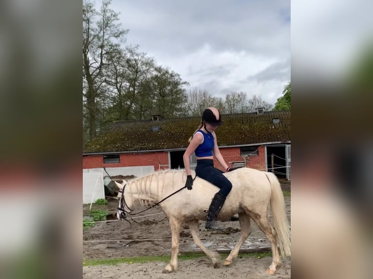 Ik zoek een verzorgpony of paard.