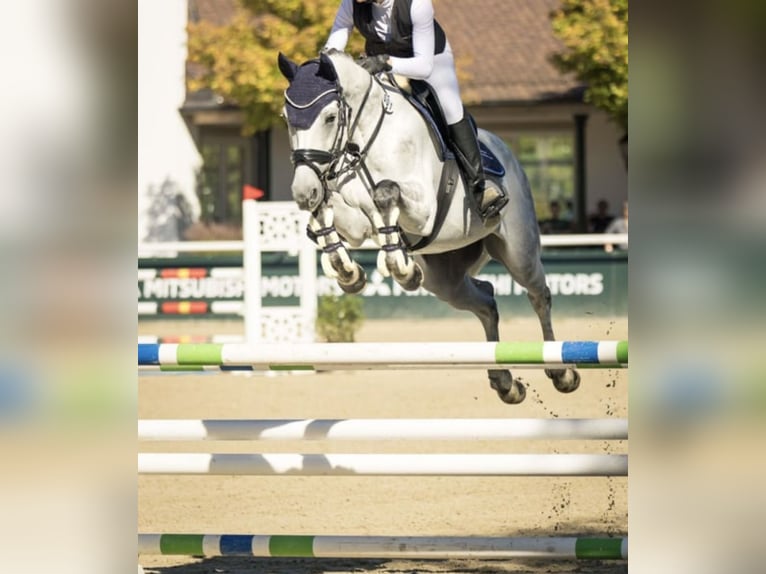 Ik zoek een verzorgpony of paard.