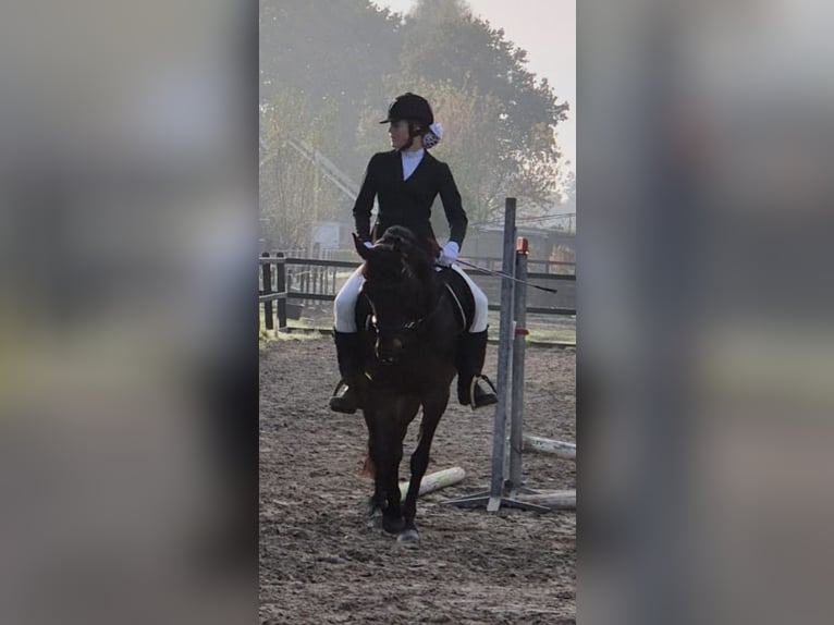 Ik zoek een verzorgpony of paard.