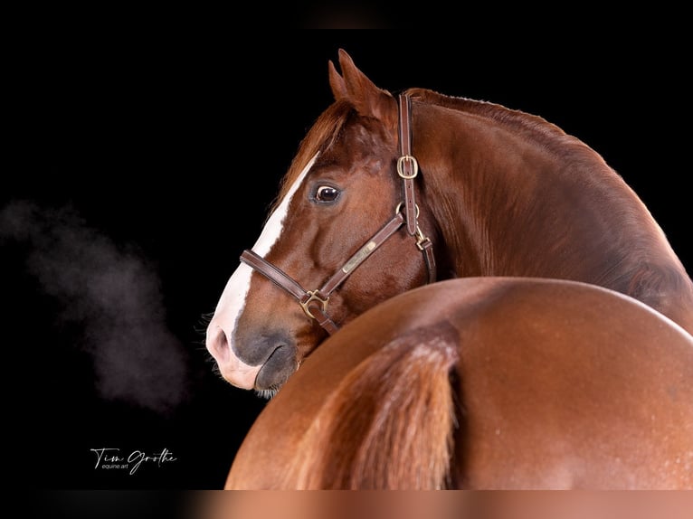IM A ROUGH BOY American Quarter Horse Ogier in Reichweiler