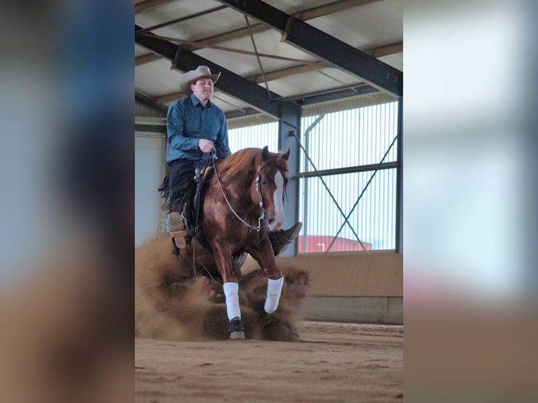 IM A ROUGH BOY American Quarter Horse Ogier in Reichweiler