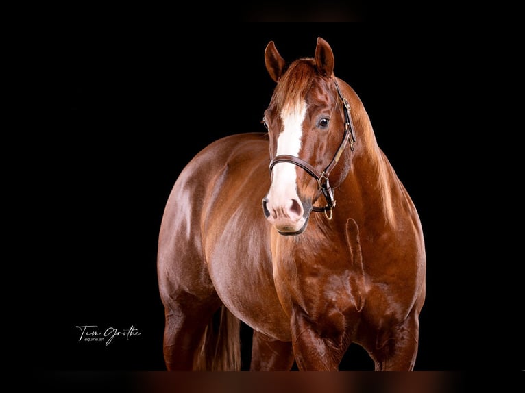 IM A ROUGH BOY American Quarter Horse Ogier in Reichweiler