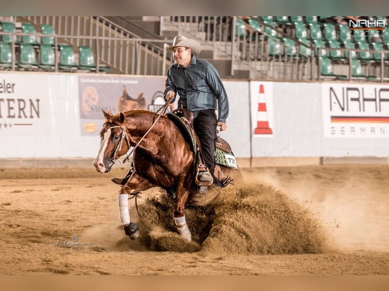IM A ROUGH BOY American Quarter Horse Ogier in Reichweiler
