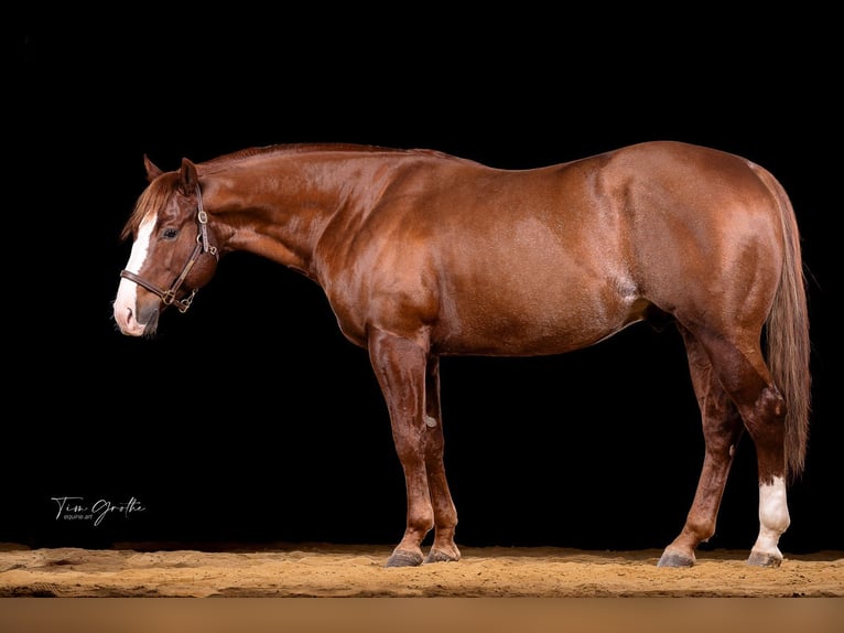 IM A ROUGH BOY American Quarter Horse Ogier in Reichweiler