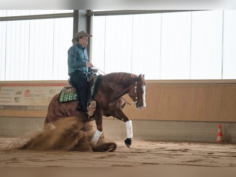 IM A ROUGH BOY American Quarter Horse Ogier in Reichweiler