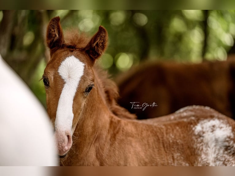 IM A ROUGH BOY American Quarter Horse Ogier in Reichweiler