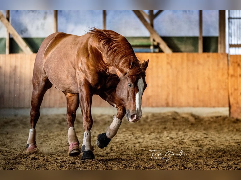 IM A ROUGH BOY American Quarter Horse Ogier in Reichweiler