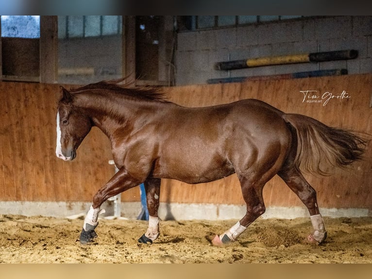 IM A ROUGH BOY American Quarter Horse Ogier in Reichweiler