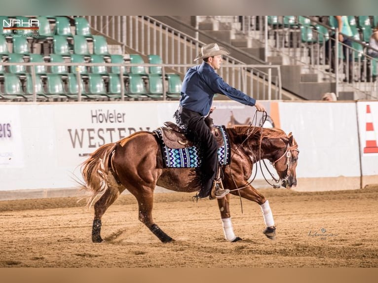 IM A ROUGH BOY American Quarter Horse Ogier in Reichweiler
