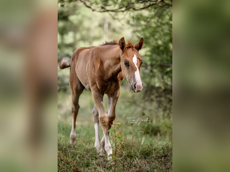 IM A ROUGH BOY American Quarter Horse Ogier in Reichweiler