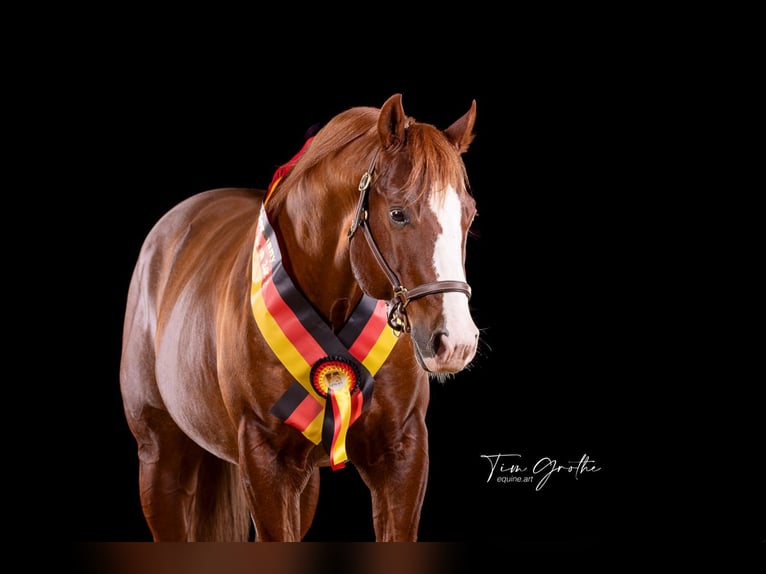 IM A ROUGH BOY American Quarter Horse Stallion Chestnut-Red in Reichweiler