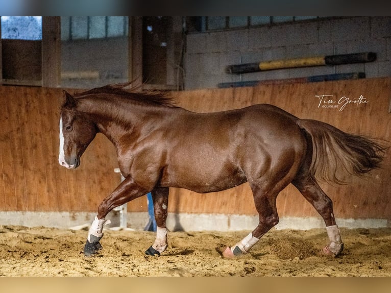 IM A ROUGH BOY American Quarter Horse Stallion Chestnut-Red in Reichweiler